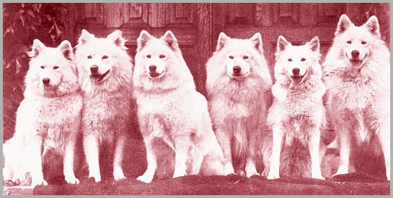 Group of 'Arctic' dogs