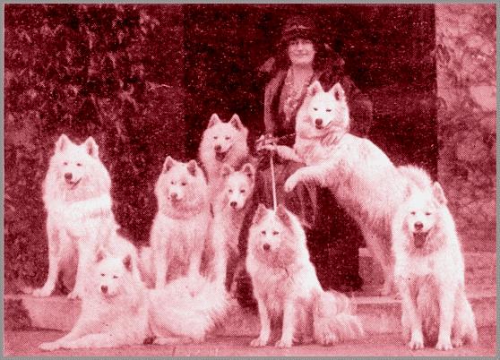 Miss Keyte-Perry with seven of her champion dogs on the steps at Oak Hall, Haslemere
