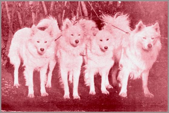 Miss Lowry's Quartette of Samoyedes