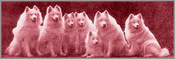 Eight champions of the Arctic Kennel