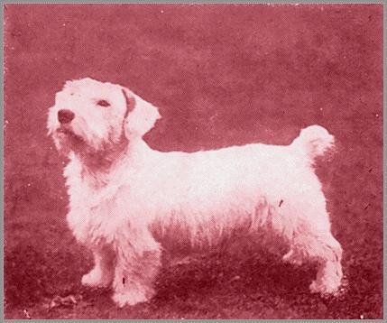 Bidbury Bruiser (Sealyham Terrier)