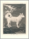 image-link to dog section